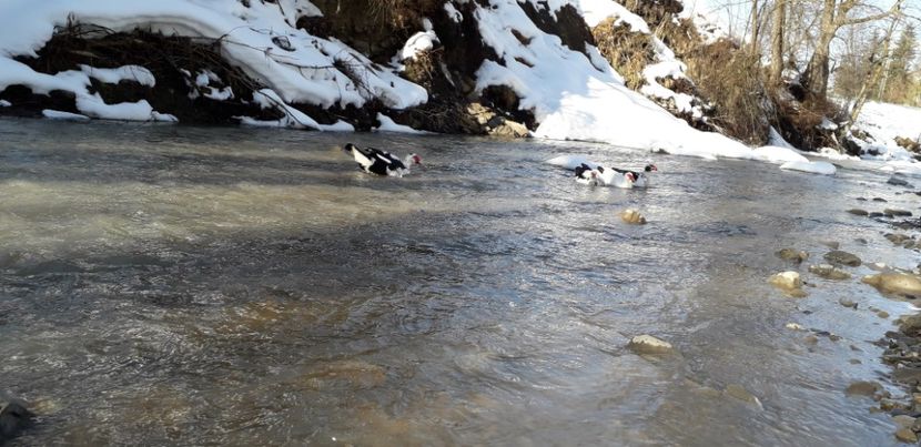  - 02 - Matca pentru 2019