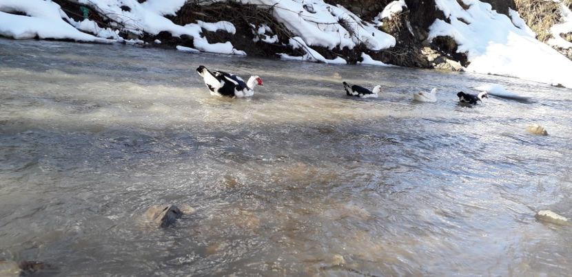  - 02 - Matca pentru 2019