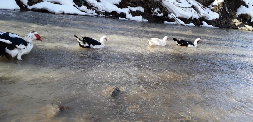  - 02 - Matca pentru 2019