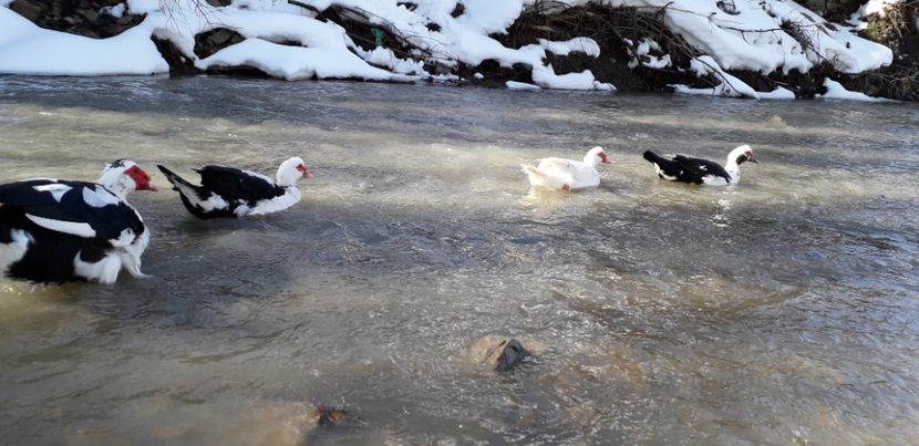  - 02 - Matca pentru 2019