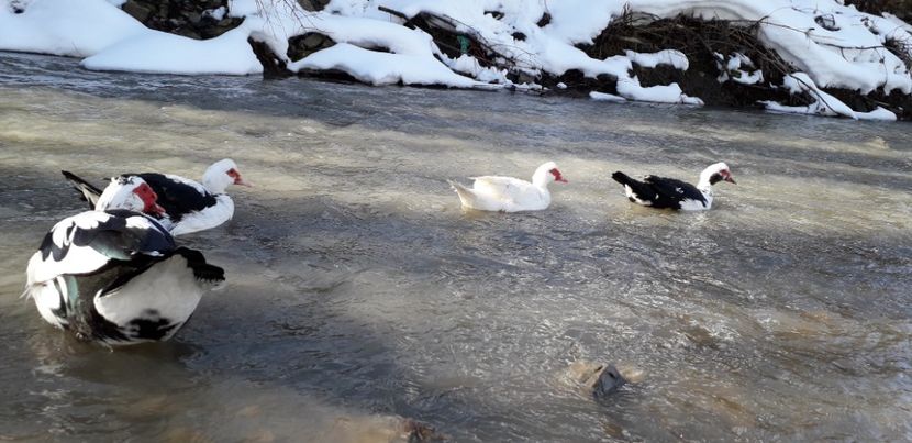  - 02 - Matca pentru 2019