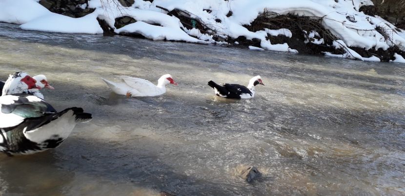  - 02 - Matca pentru 2019