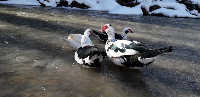  - 02 - Matca pentru 2019