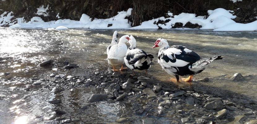  - 02 - Matca pentru 2019