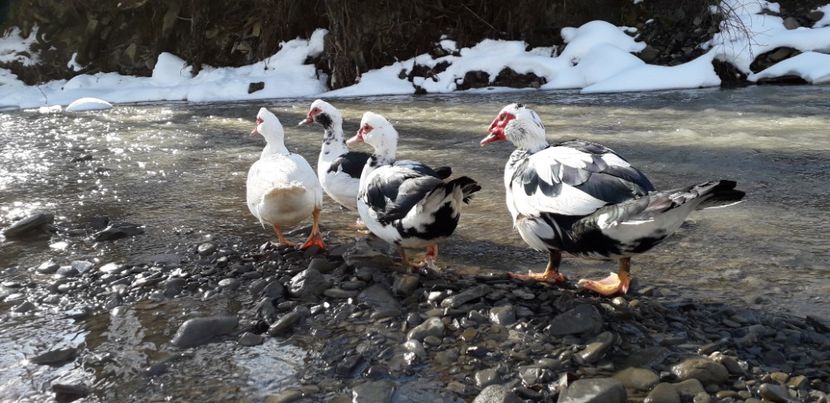  - 02 - Matca pentru 2019