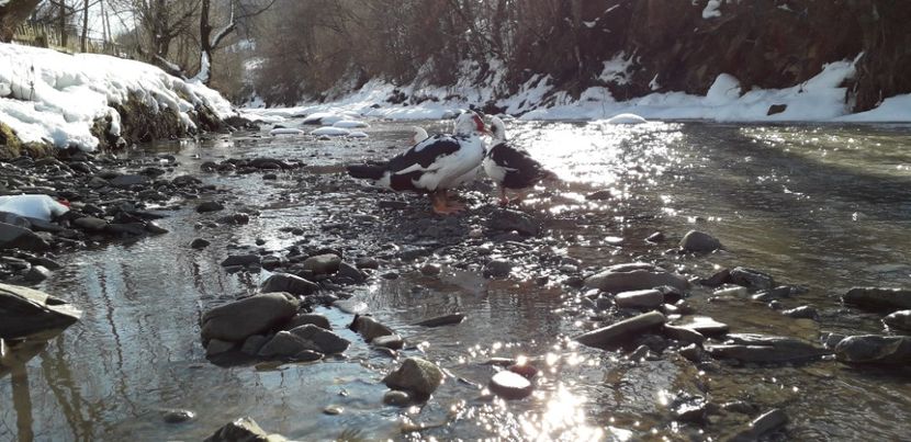  - 02 - Matca pentru 2019