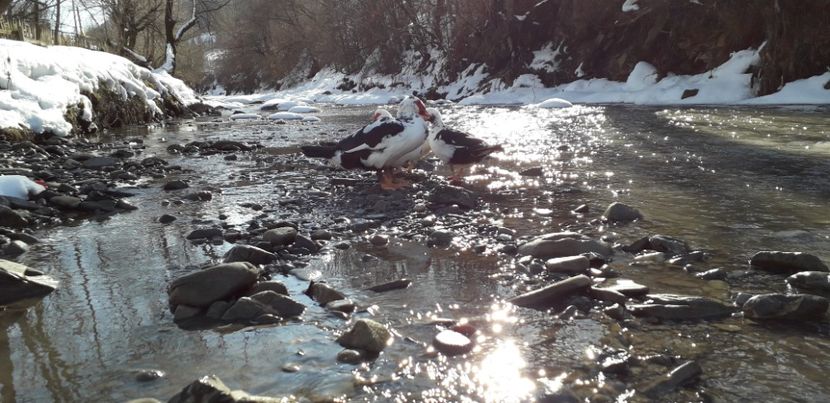  - 02 - Matca pentru 2019