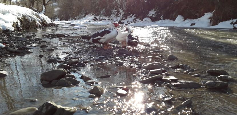  - 02 - Matca pentru 2019