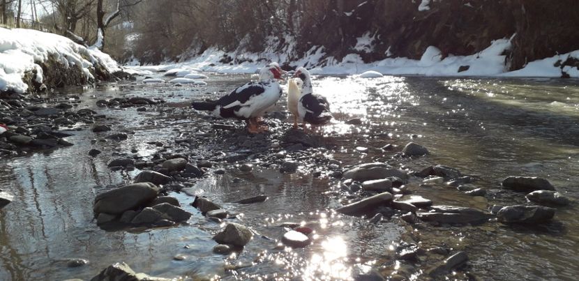  - 02 - Matca pentru 2019