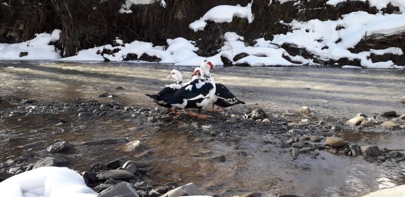  - 02 - Matca pentru 2019