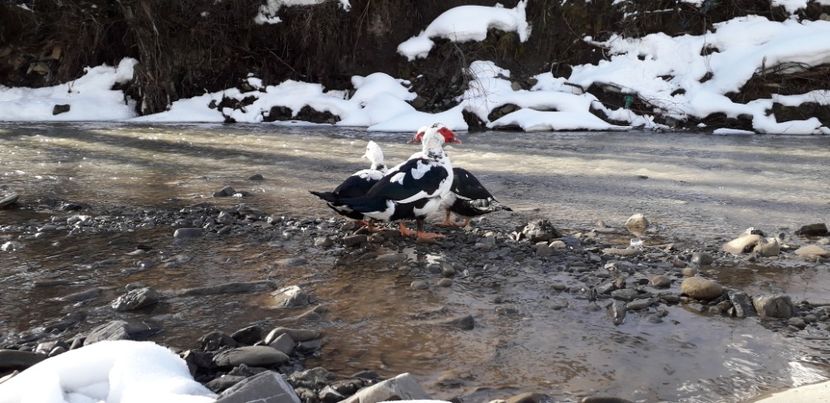  - 02 - Matca pentru 2019