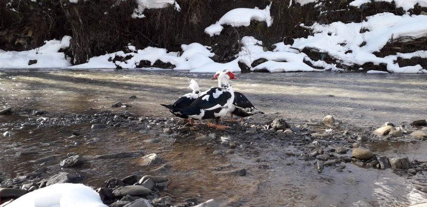  - 02 - Matca pentru 2019