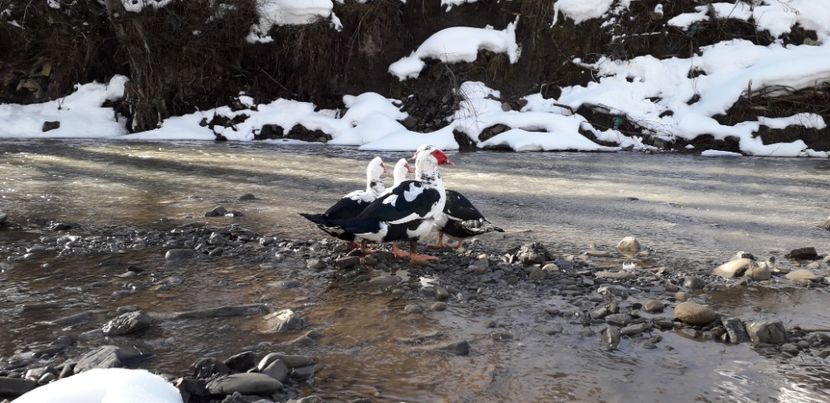  - 02 - Matca pentru 2019