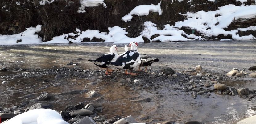  - 02 - Matca pentru 2019