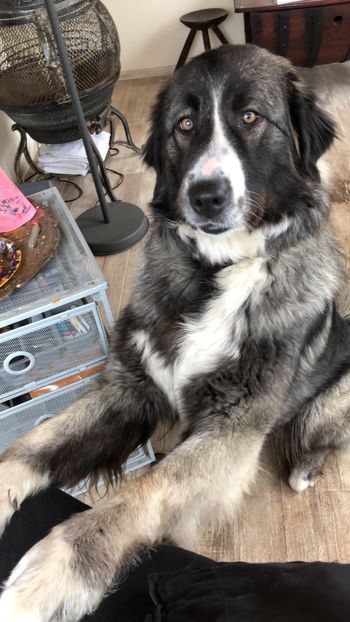 25.01.2019 - MARA DE CROITORU