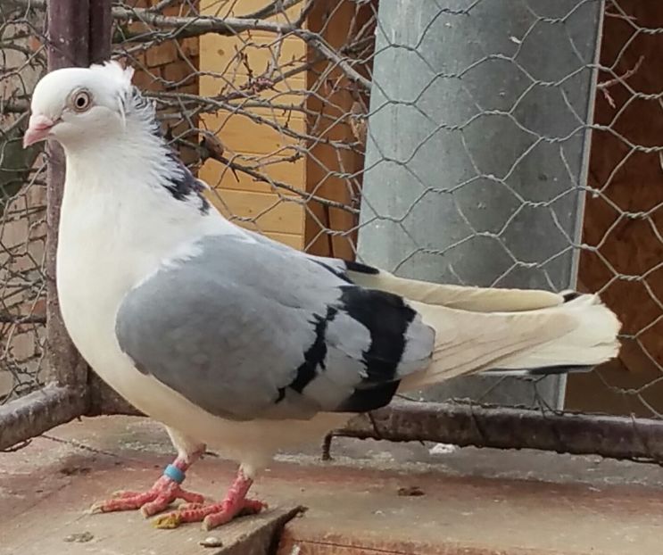 Femela 2018- Vanduta - A-- DE VANZARE JUCATORI DE GALATI