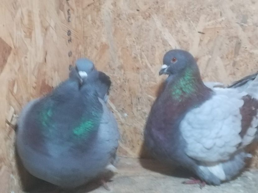 IMG-20190204-WA0015 - Date de contact 0721774095-0753123099