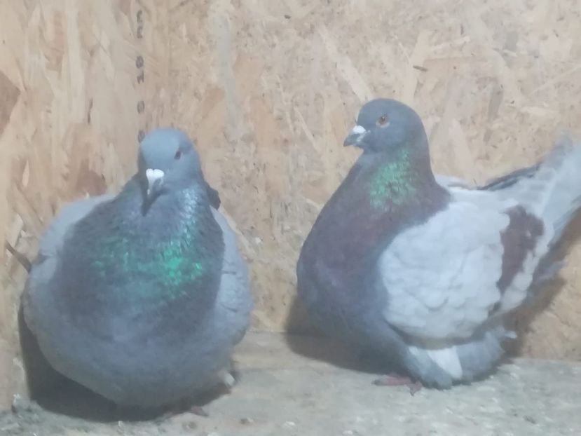 IMG-20190204-WA0016 - Date de contact 0721774095-0753123099