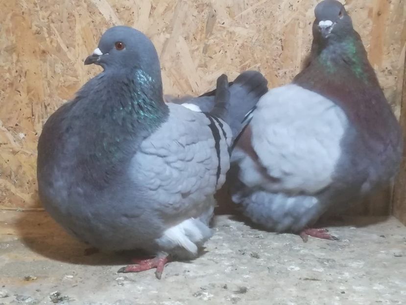 IMG-20190204-WA0017 - Date de contact 0721774095-0753123099