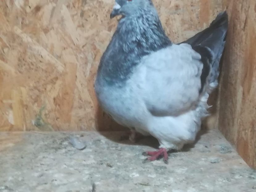 IMG-20190204-WA0010 - Date de contact 0721774095-0753123099