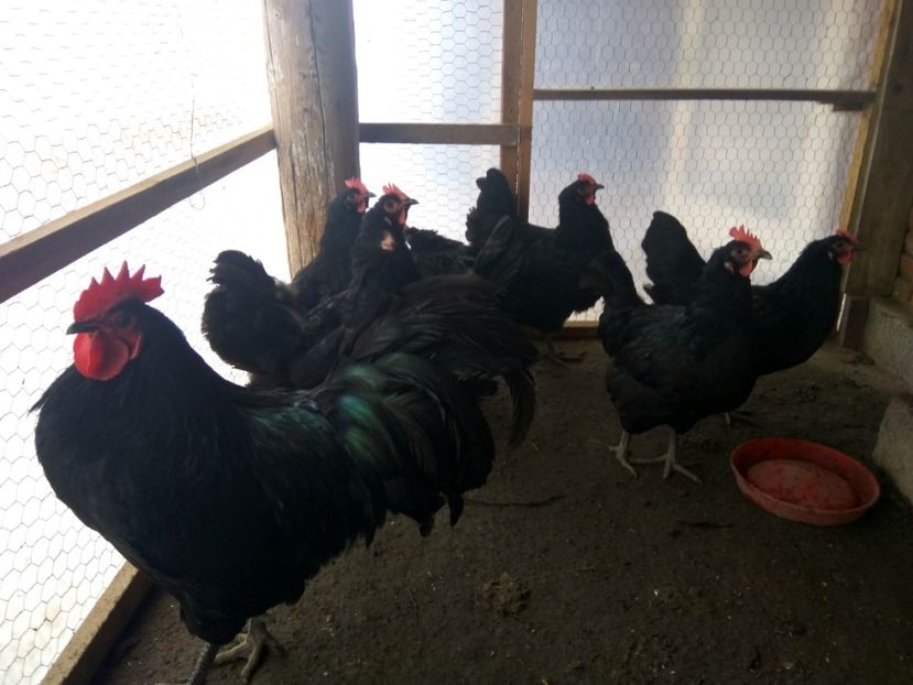  - Australorp negru