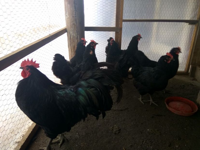  - Australorp negru