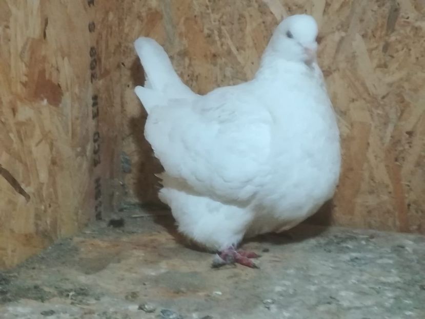 IMG-20190204-WA0007 - Date de contact 0721774095-0753123099