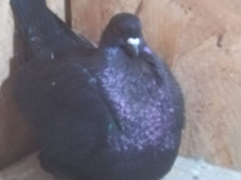 IMG-20190204-WA0003 - Date de contact 0721774095-0753123099