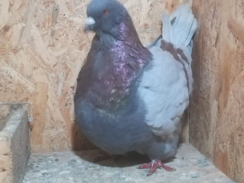 IMG-20190204-WA0000 - Date de contact 0721774095-0753123099