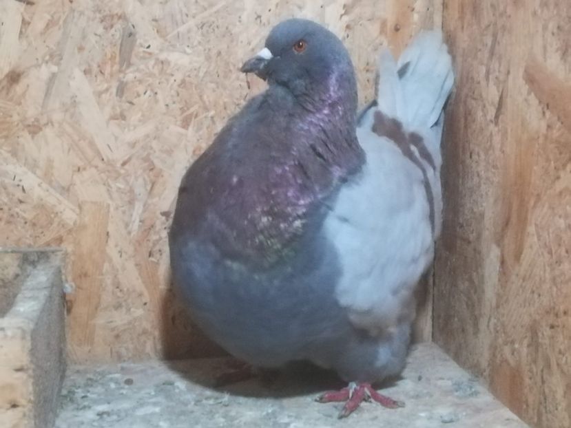 IMG-20190204-WA0018 - Date de contact 0721774095-0753123099