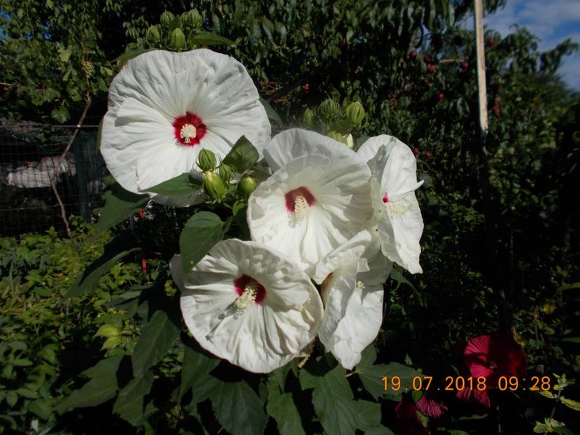 hibiscus moscheotus white - ARBUSTI ORNAMENTALI DE GRADINA-2018-2020-2021-2022