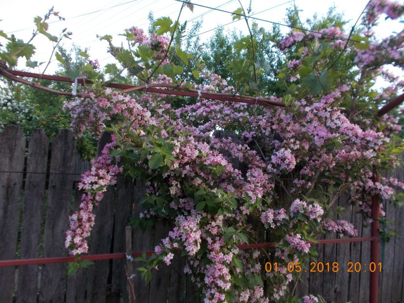 weigela - ARBUSTI ORNAMENTALI DE GRADINA-2018-2020-2021-2022
