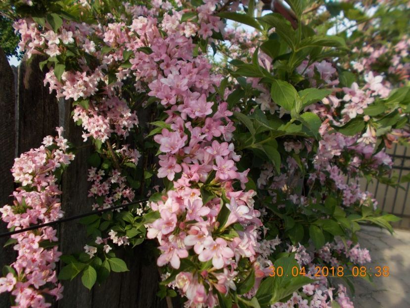  - ARBUSTI ORNAMENTALI DE GRADINA-2018-2020-2021-2022