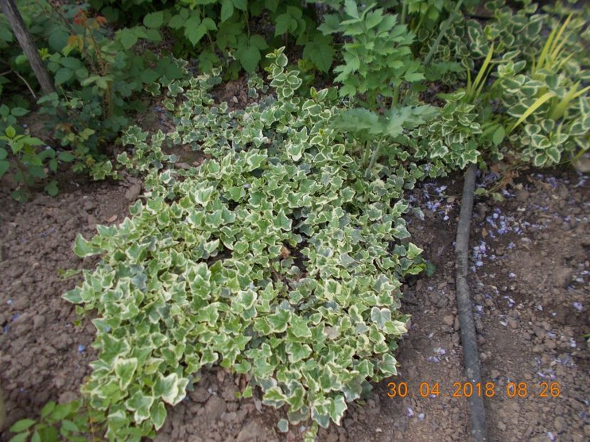  - ARBUSTI ORNAMENTALI DE GRADINA-2018-2020-2021-2022