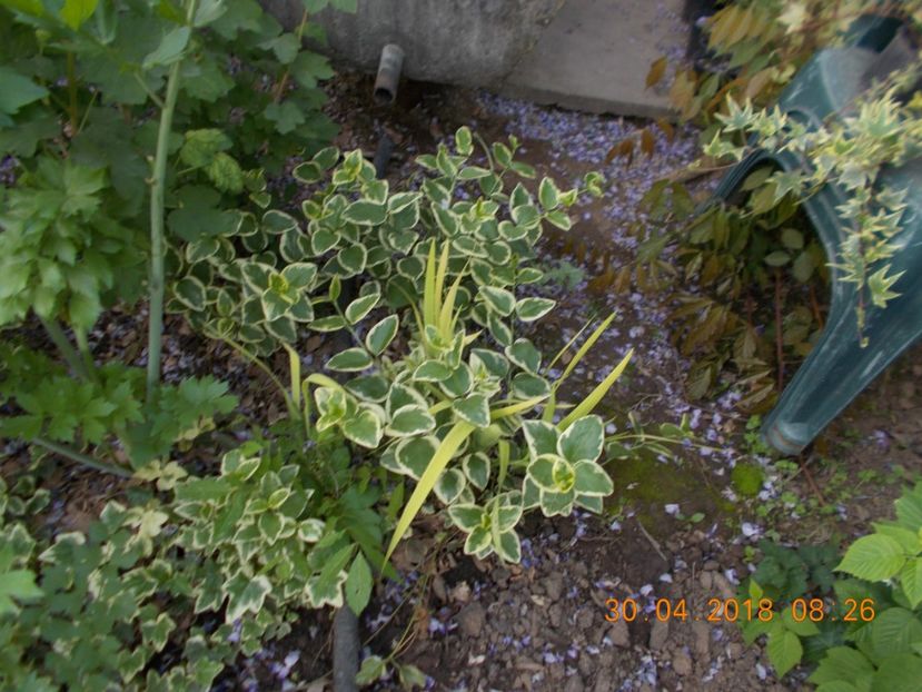  - ARBUSTI ORNAMENTALI DE GRADINA-2018-2020-2021-2022