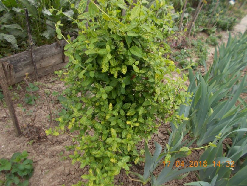  - ARBUSTI ORNAMENTALI DE GRADINA-2018-2020-2021-2022