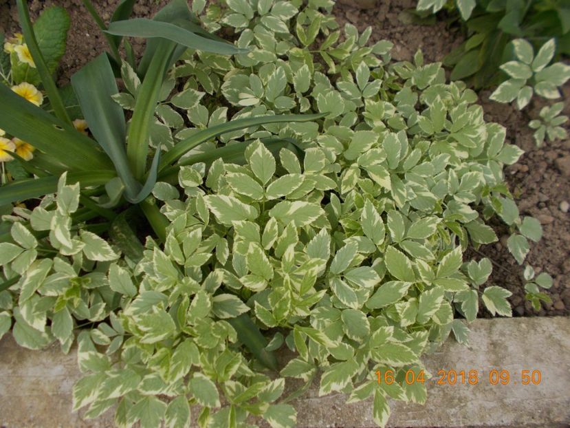  - ARBUSTI ORNAMENTALI DE GRADINA-2018-2020-2021-2022