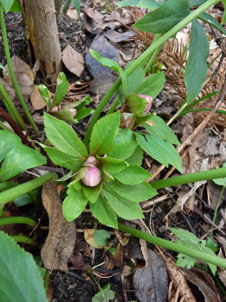 Natura se trezeste! - 2018 - 04 - 2019 - 00 - Iarna