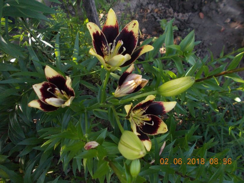  - CRINI DE GRADINA 2016-2019