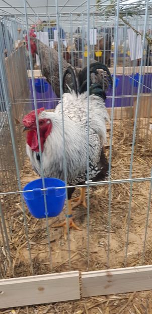  - Rezultate expo Mosnita Noua Timișoara 2018