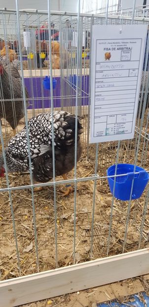  - Rezultate expo Mosnita Noua Timișoara 2018