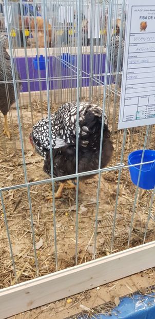  - Rezultate expo Mosnita Noua Timișoara 2018