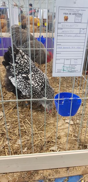  - Rezultate expo Mosnita Noua Timișoara 2018