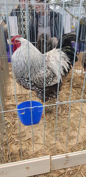  - Rezultate expo Mosnita Noua Timișoara 2018