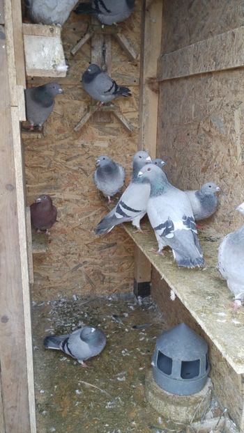  - Voliera noua porumbei 2018 2019