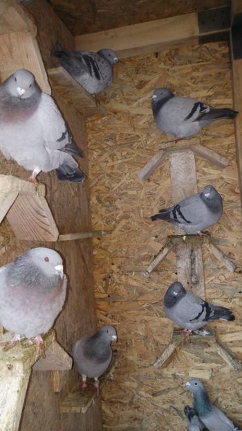  - Voliera noua porumbei 2018 2019