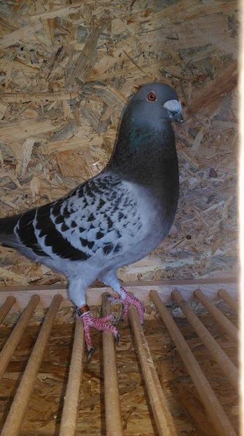  - Voliera noua porumbei 2018 2019