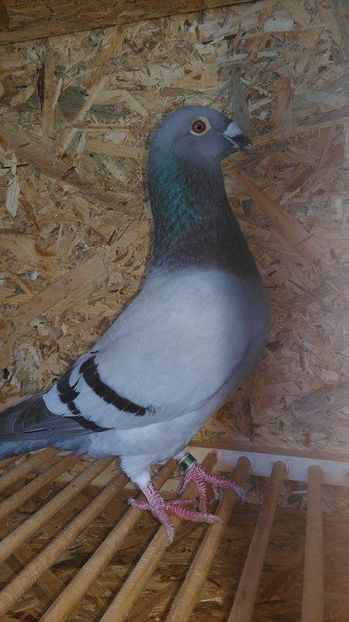  - Voliera noua porumbei 2018 2019