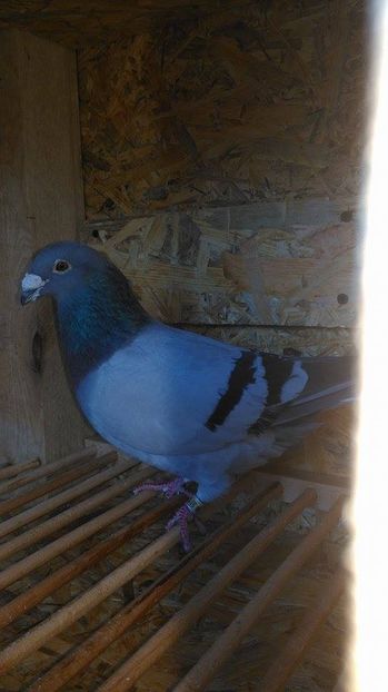  - Voliera noua porumbei 2018 2019