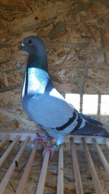  - Voliera noua porumbei 2018 2019